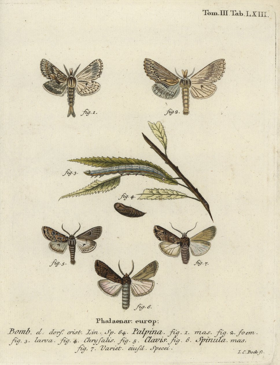 Blasser Prominent, Herz und Keule, und dunkles Schwertgras von Johann Carl Bock