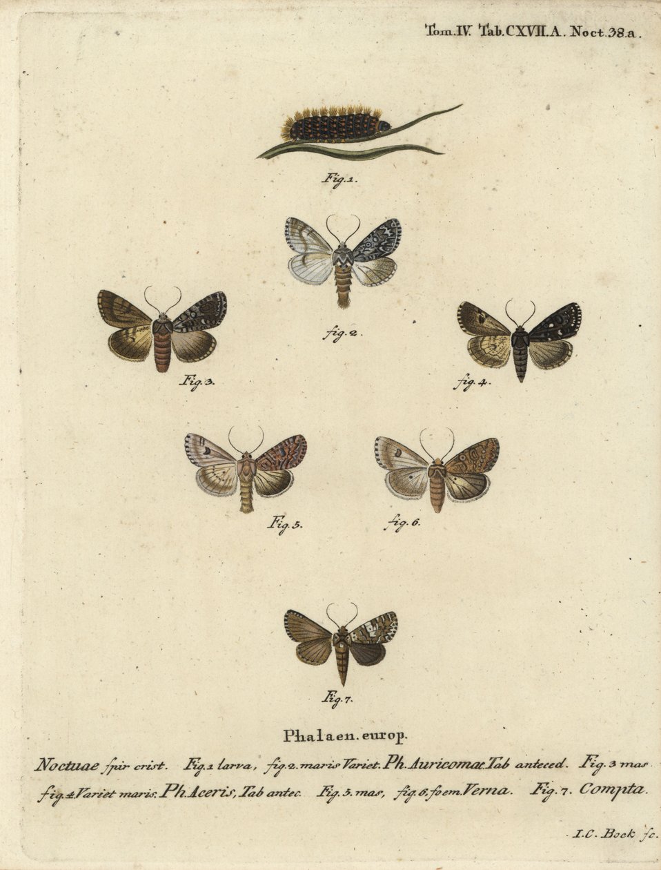 Seltene Dolchmotte, Acronicta auricoma 1-3, Ahornmotte, Acronicta aceris, Muskatmotte 4,5, Hadula trifolii 6 und verschiedene Krönchen, Hadena compta 7. Handkolorierter Kupferstich von Johann Carl Bock nach Eugenius Johann Christoph Espers Die Schmetterlin von Johann Carl Bock