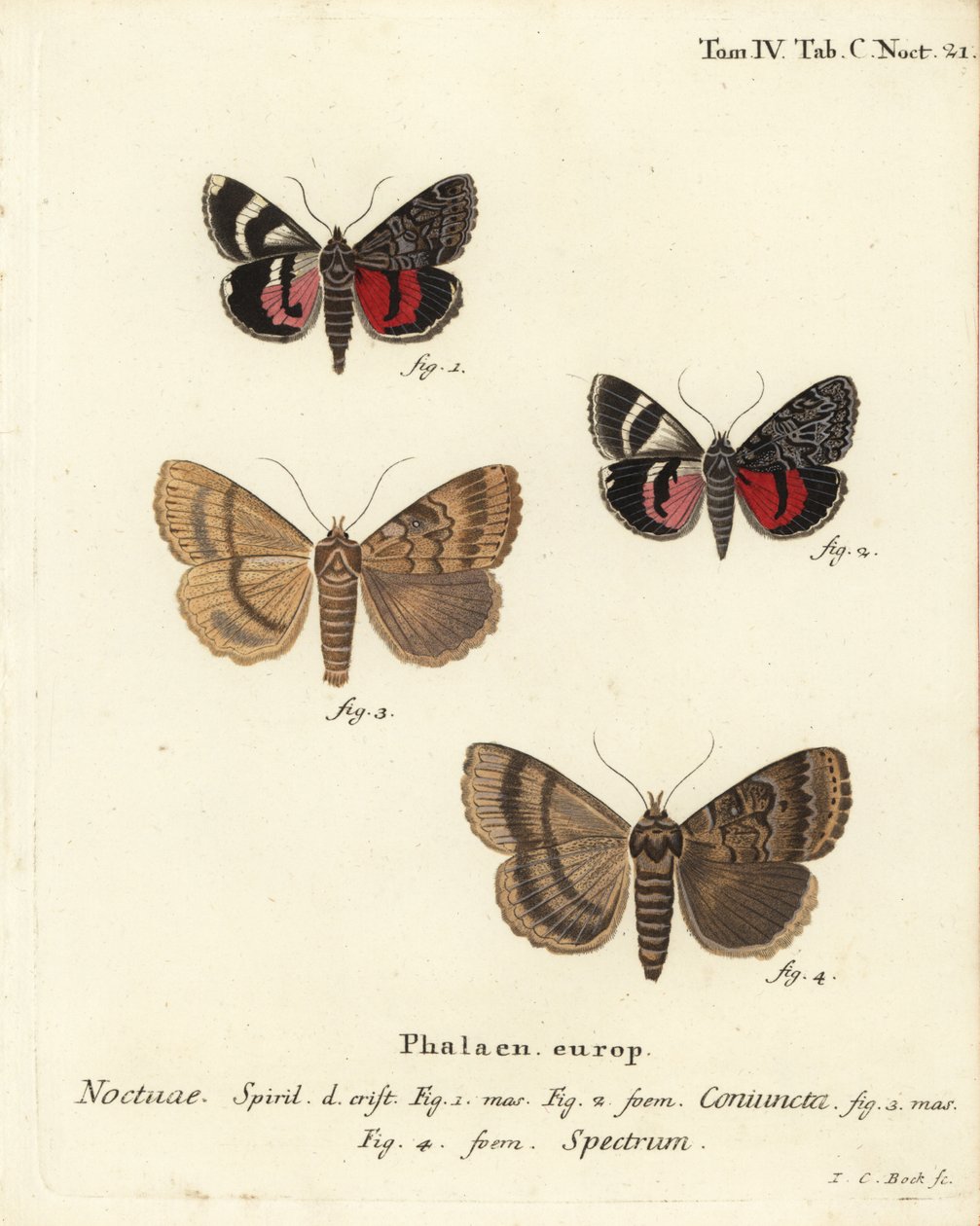 Unterflügel, Catocala coniuncta 1,2, und Apopestes spectrum 3,4. Noctua coniuncta, Noctua spectrum. Handkolorierter Kupferstich von Johann Carl Bock nach Eugenius Johann Christoph Espers Die Schmetterlinge in Abbildungen nach der Natur, Erlangen von Johann Carl Bock