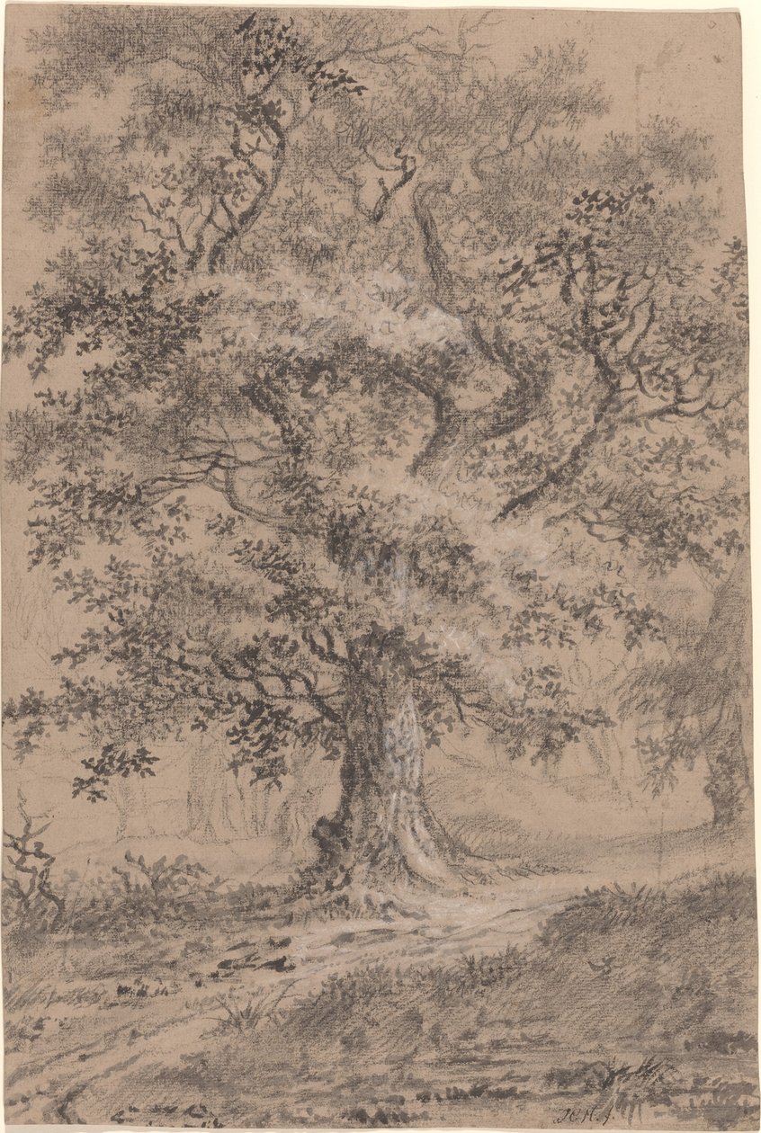Ein blättriger Eichenbaum an einem Waldweg von Johann Caspar Huber