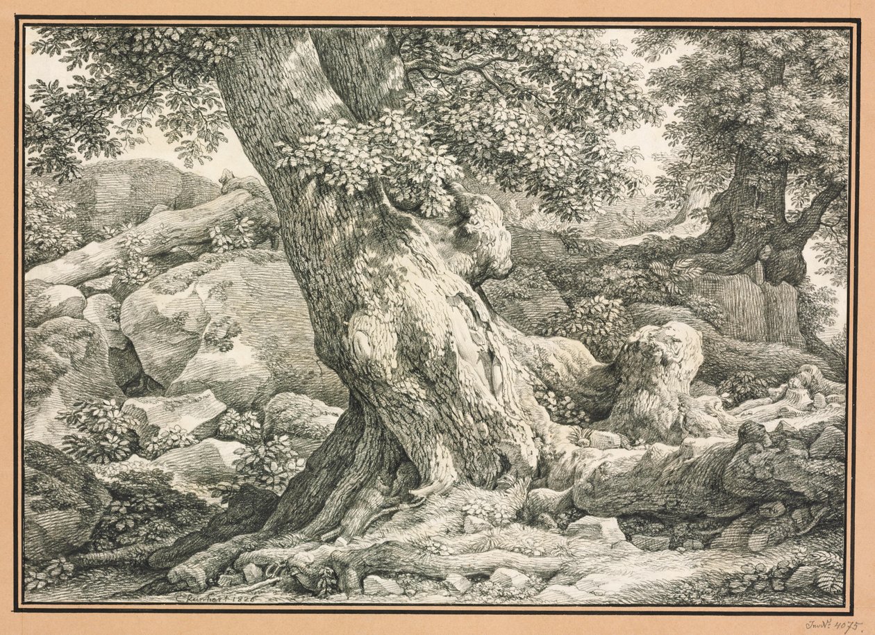 Baumstudie auf felsigem Terrain von Johann Christian Reinhart
