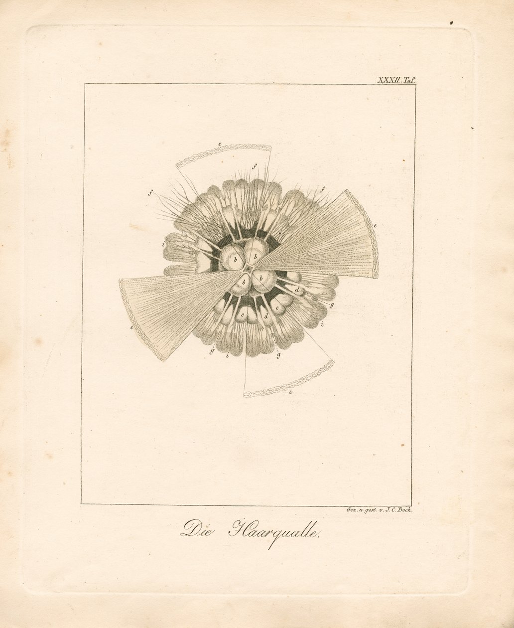 Löwenmähnenqualle von Johann Christoph Bock