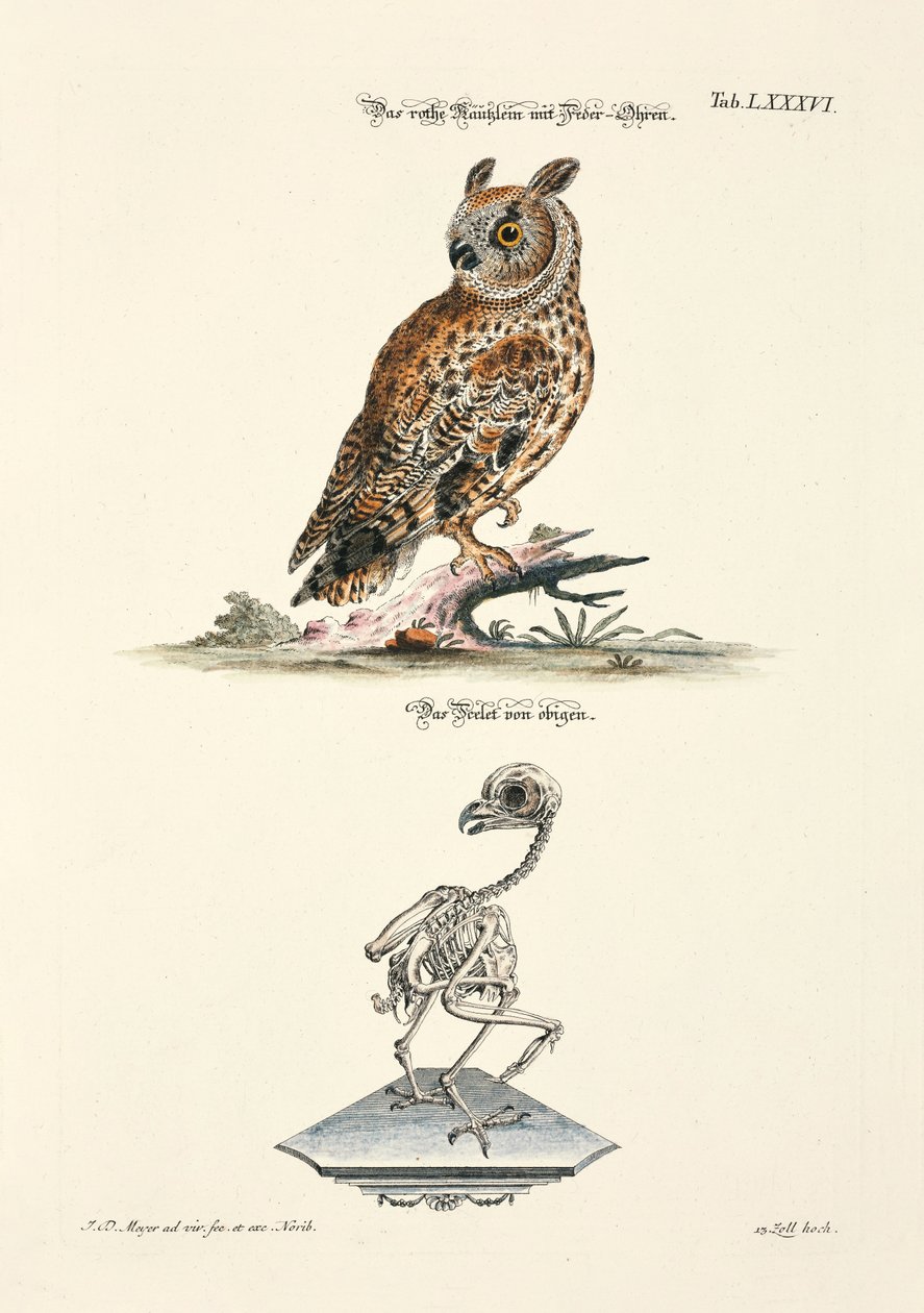 Waldohreule und ihr Skelett von Johann Daniel Meyer