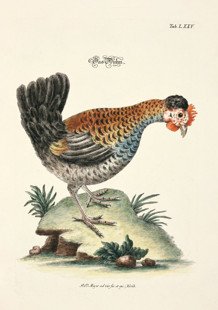 Das Huhn von Johann Daniel Meyer