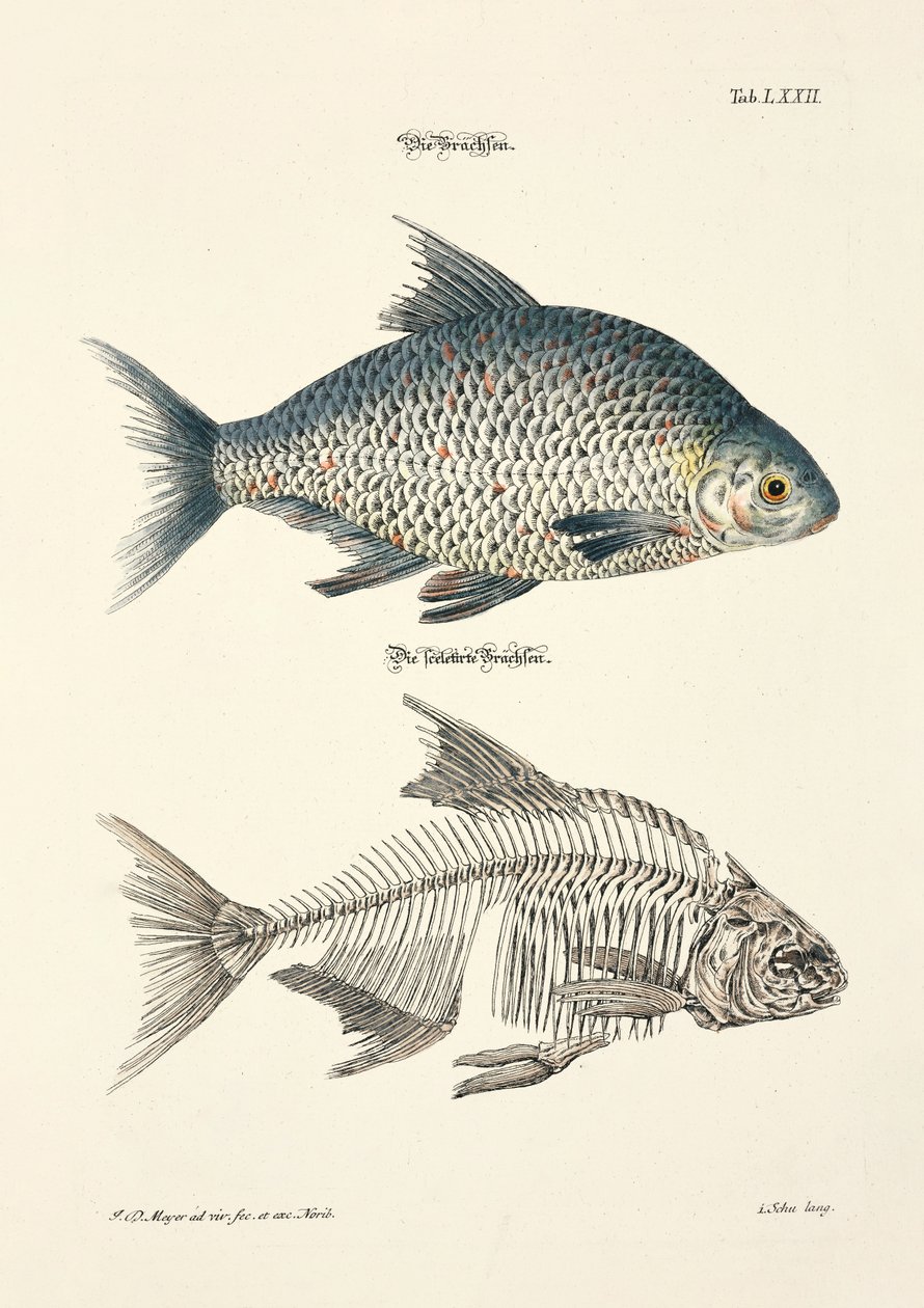 Die Brachse und ihr Skelett von Johann Daniel Meyer