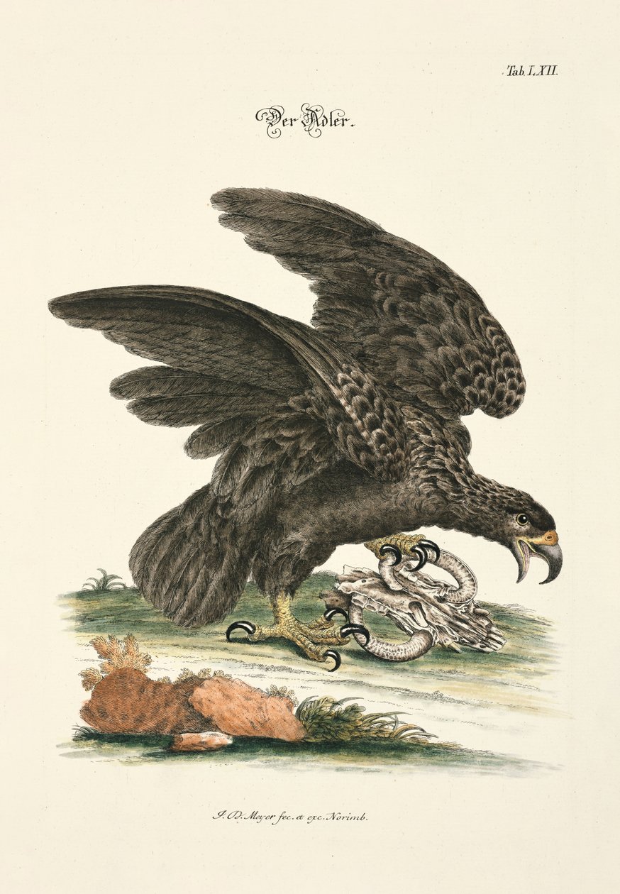 Der Adler von Johann Daniel Meyer