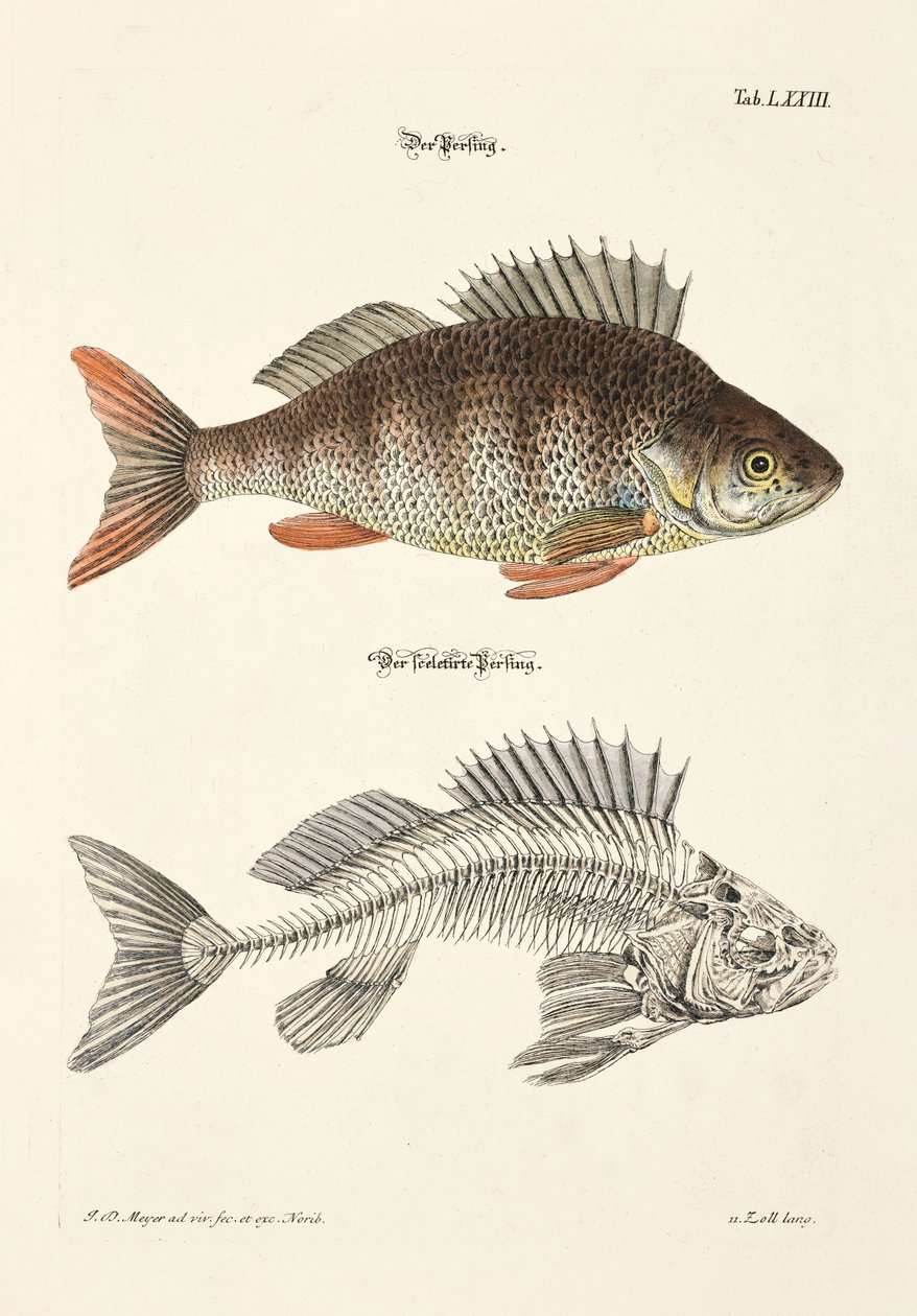 Der Barsch und sein Skelett von Johann Daniel Meyer