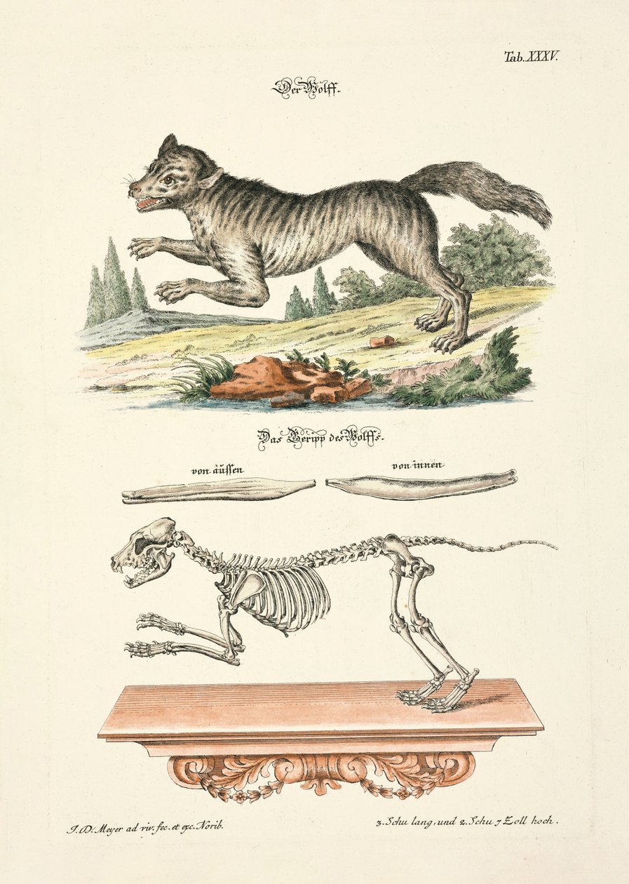 Der Wolf von Johann Daniel Meyer