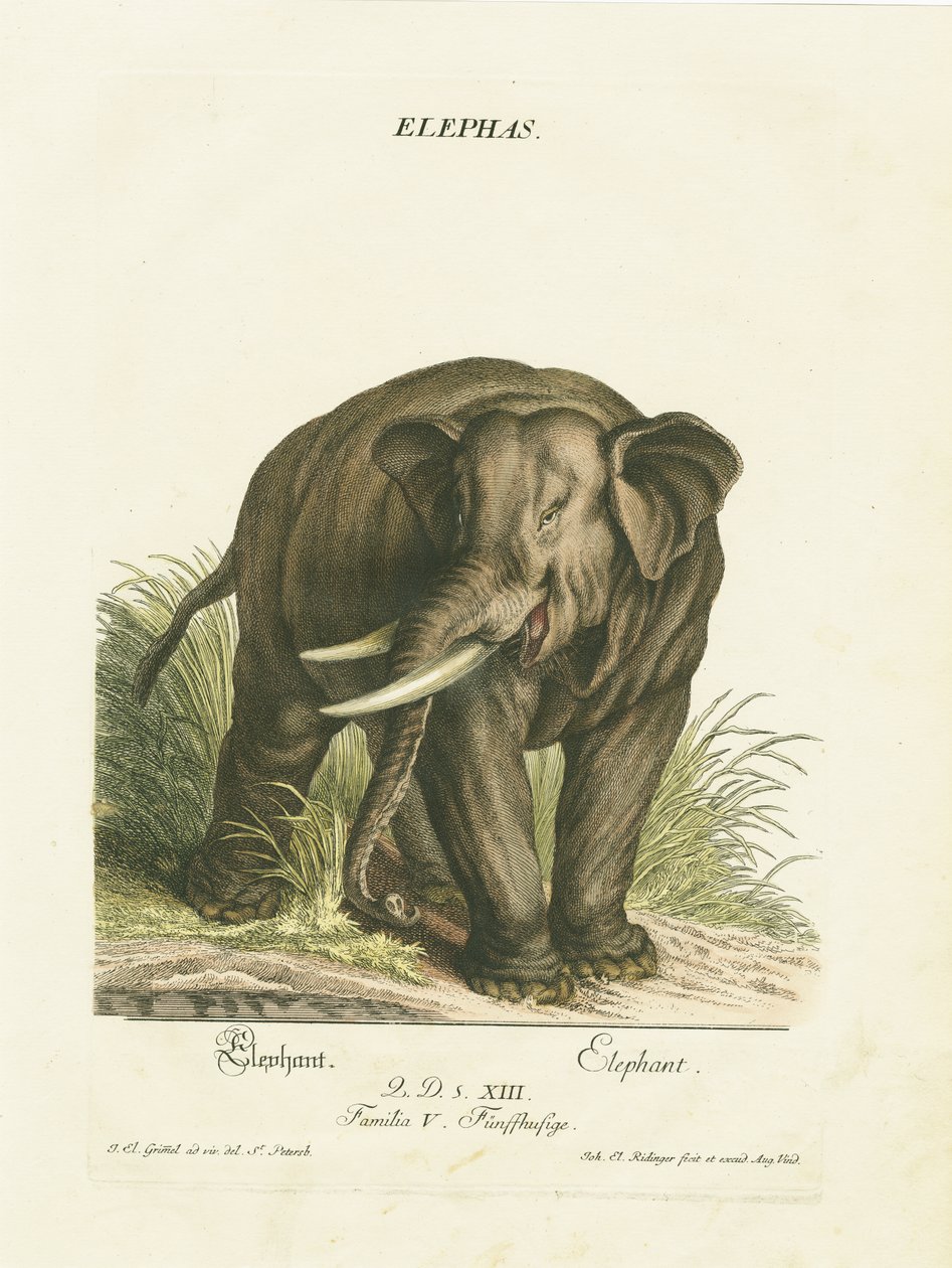 Asiatischer Elefant in natürlichem Lebensraum von Johann Elias Ridinger