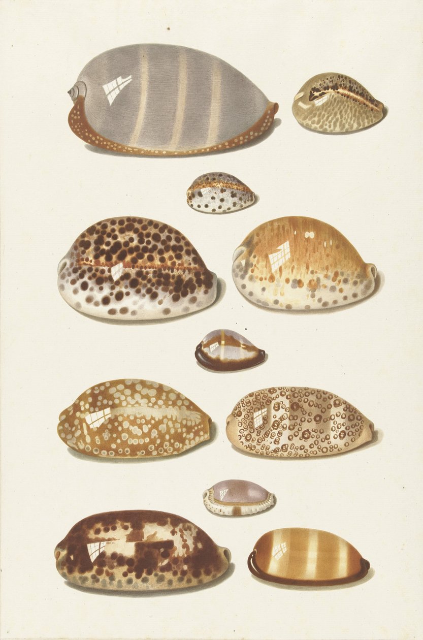 Elf große und kleine tropische Kaurischnecken von Johann Gustav Hoch