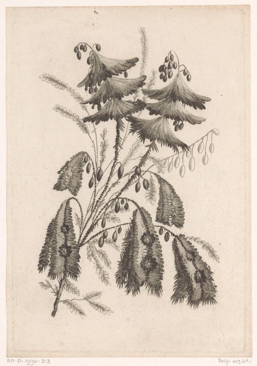 Parasolartige Blumen (Serie: Recueil De Nouvelles Fleurs De Goût; Pour la Manufacture des Etoffes de Perse) von Johann Heinrich  Hess