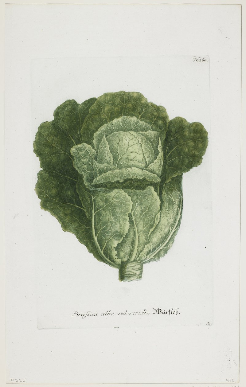 Brassica alba vel viridis, aus Phytanthoza Iconographia, 1735-45 von Johann Jakob Haid
