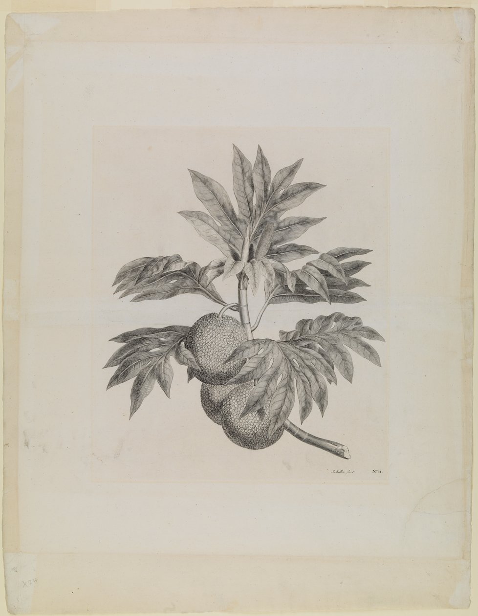 Ein Ast des Brotfruchtbaums mit der Frucht von Johann Sebastien Muller