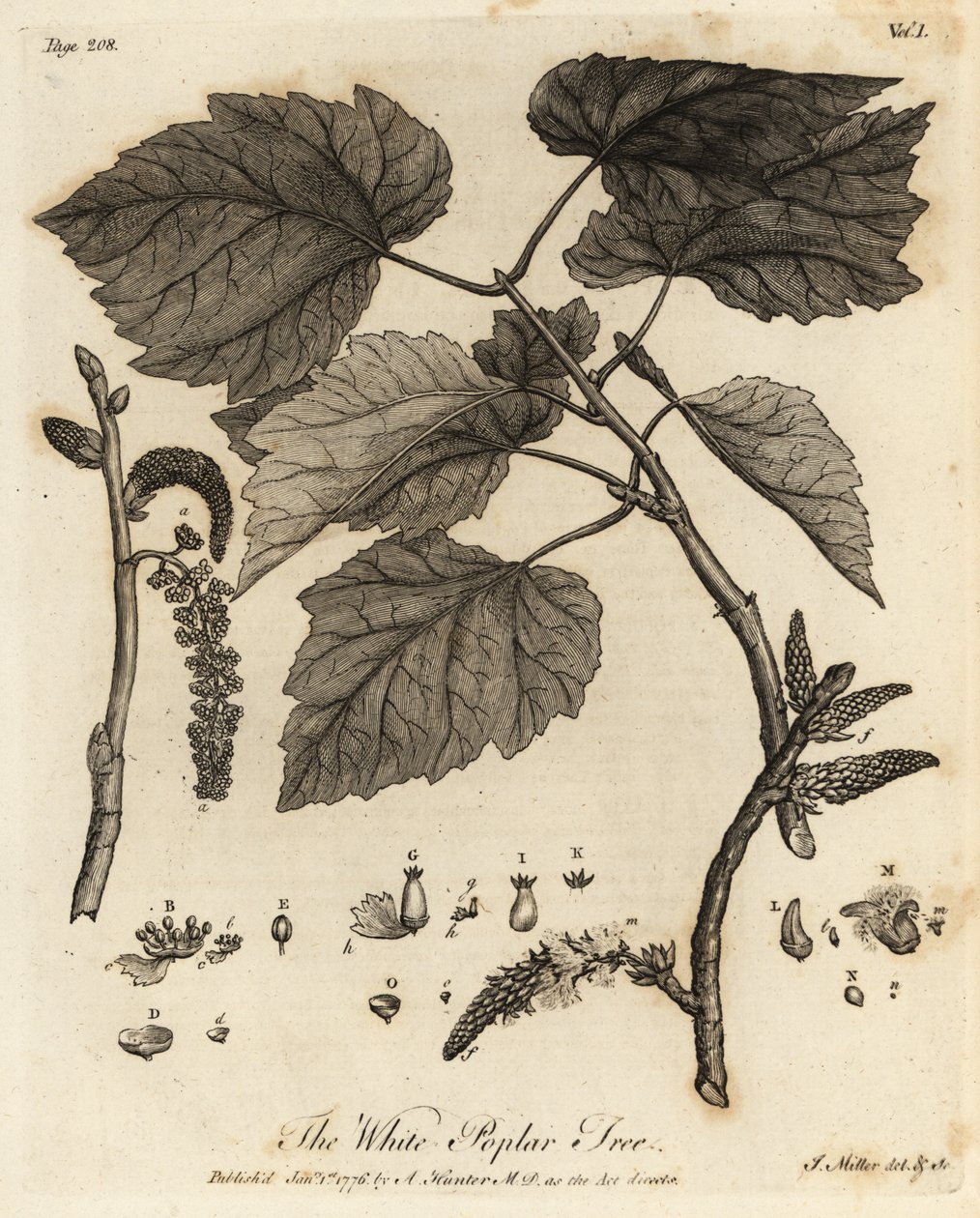 Silber-Pappel, Populus alba von Johann Sebastien Muller