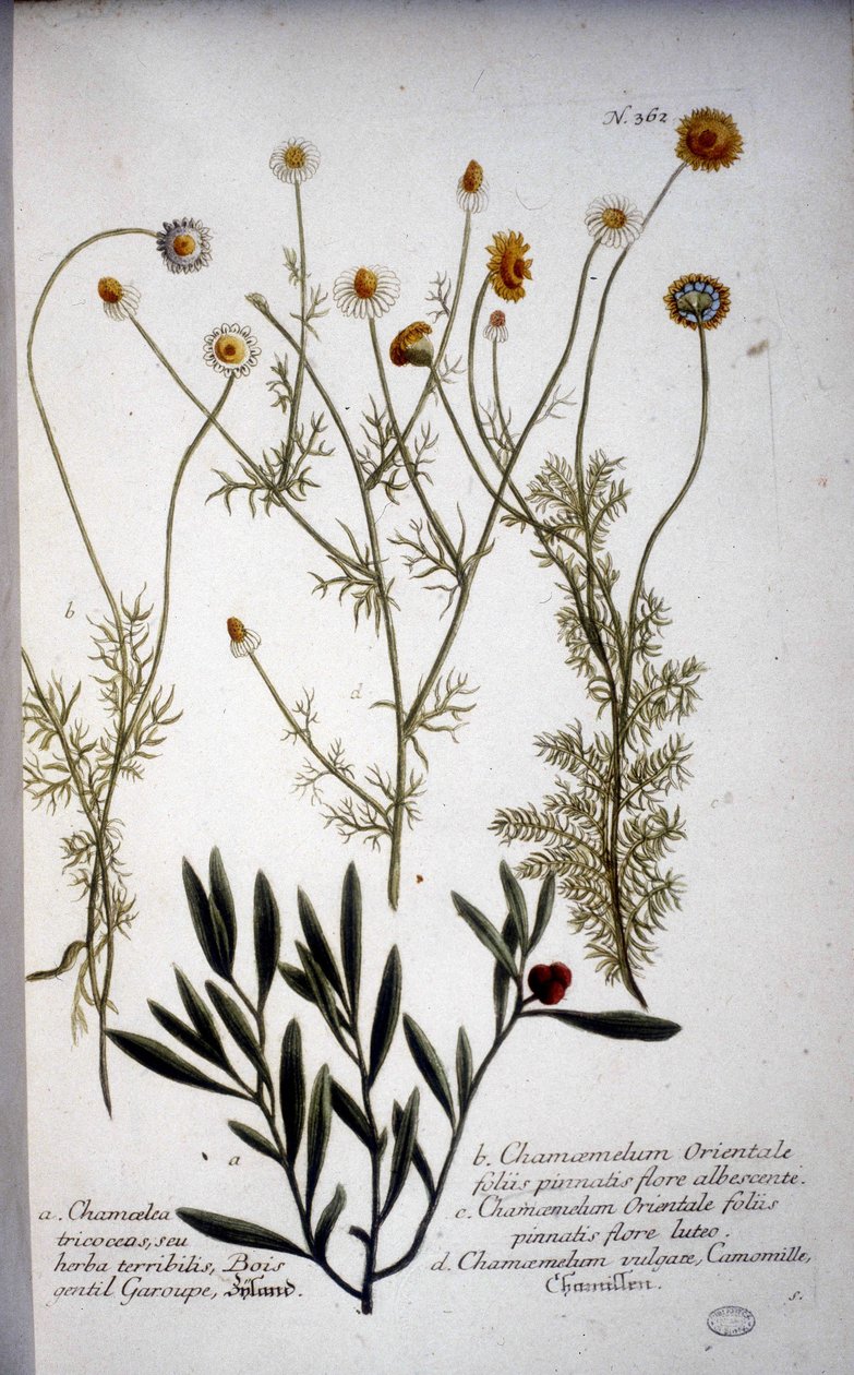 Mehrere Arten von Chamaemelum (Kamille) - in „Herbarium von J.W. Weinmann“ 1737 von Johann Wilhelm Weinman