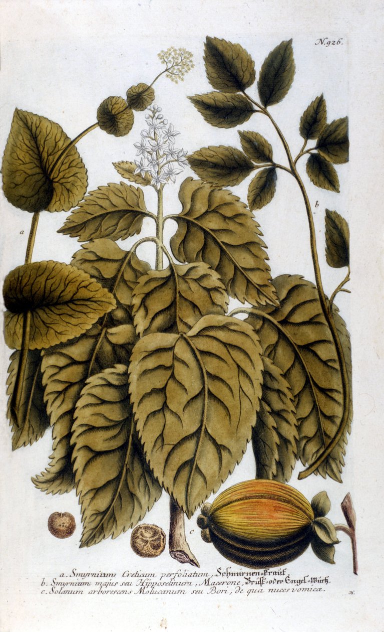 Smyrnium Cretium perfoliatum - Maceron de Crete oder Maceron perfolia. Tafel aus dem Herbarium von J. W. Weinmann. von Johann Wilhelm Weinman