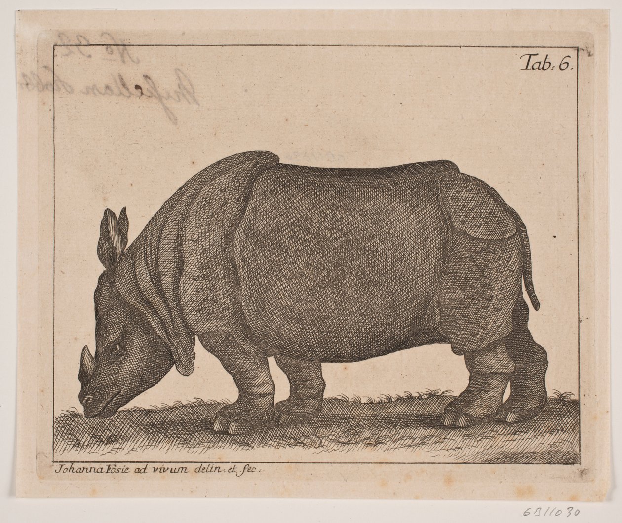 Ein Nashorn von Johanna Fosie