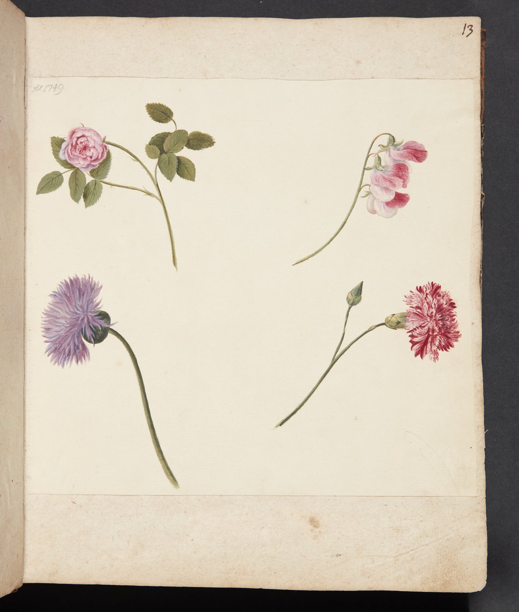 Studie von Blumen von Johanna Fosie