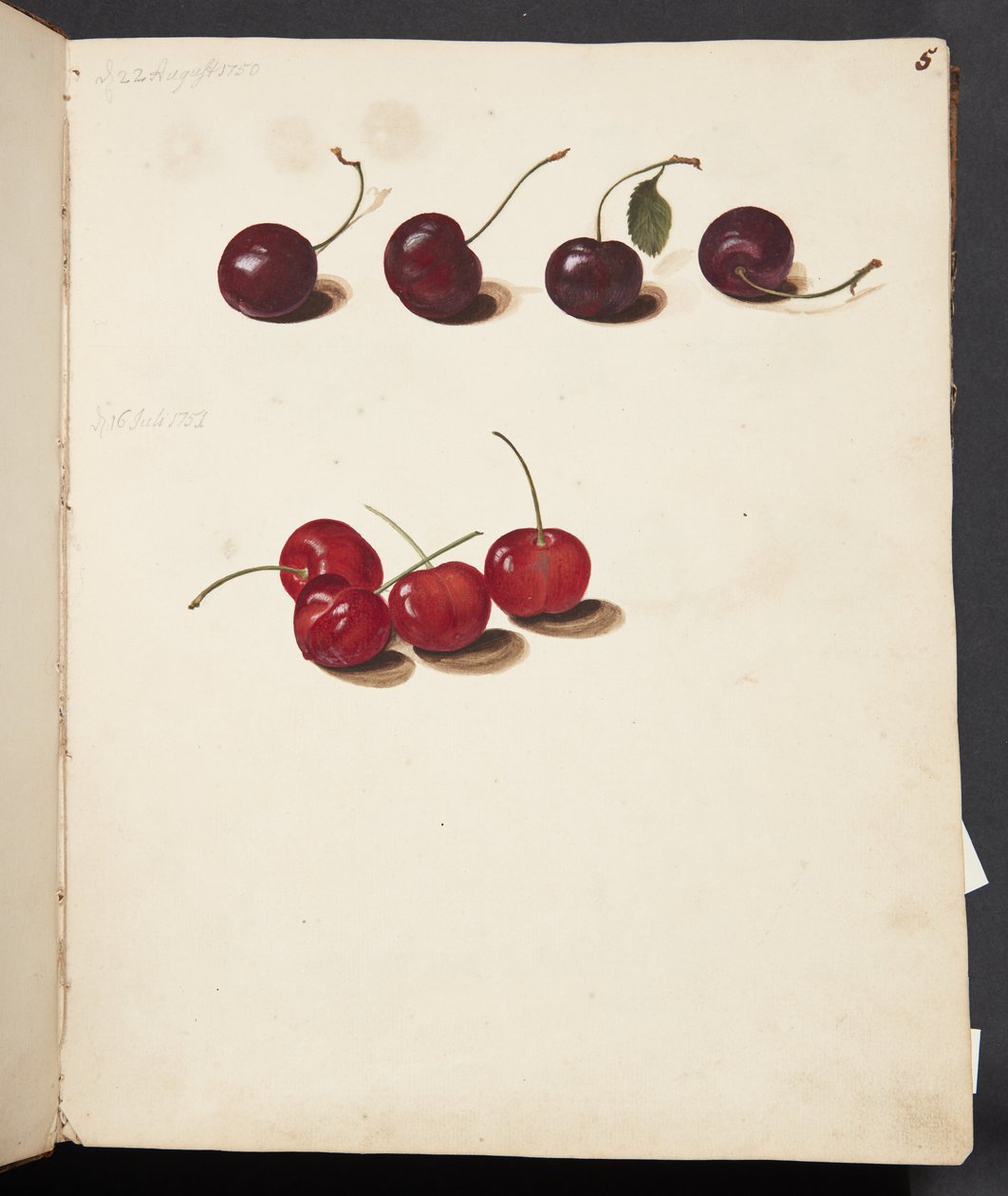 Studie von Kirschen von Johanna Fosie