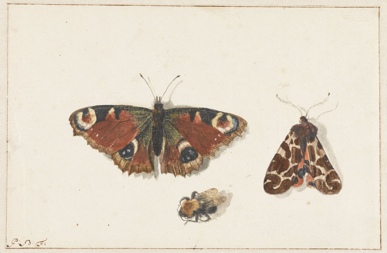 Schmetterling, Motte und Hummel von Johannes Bronkhorst