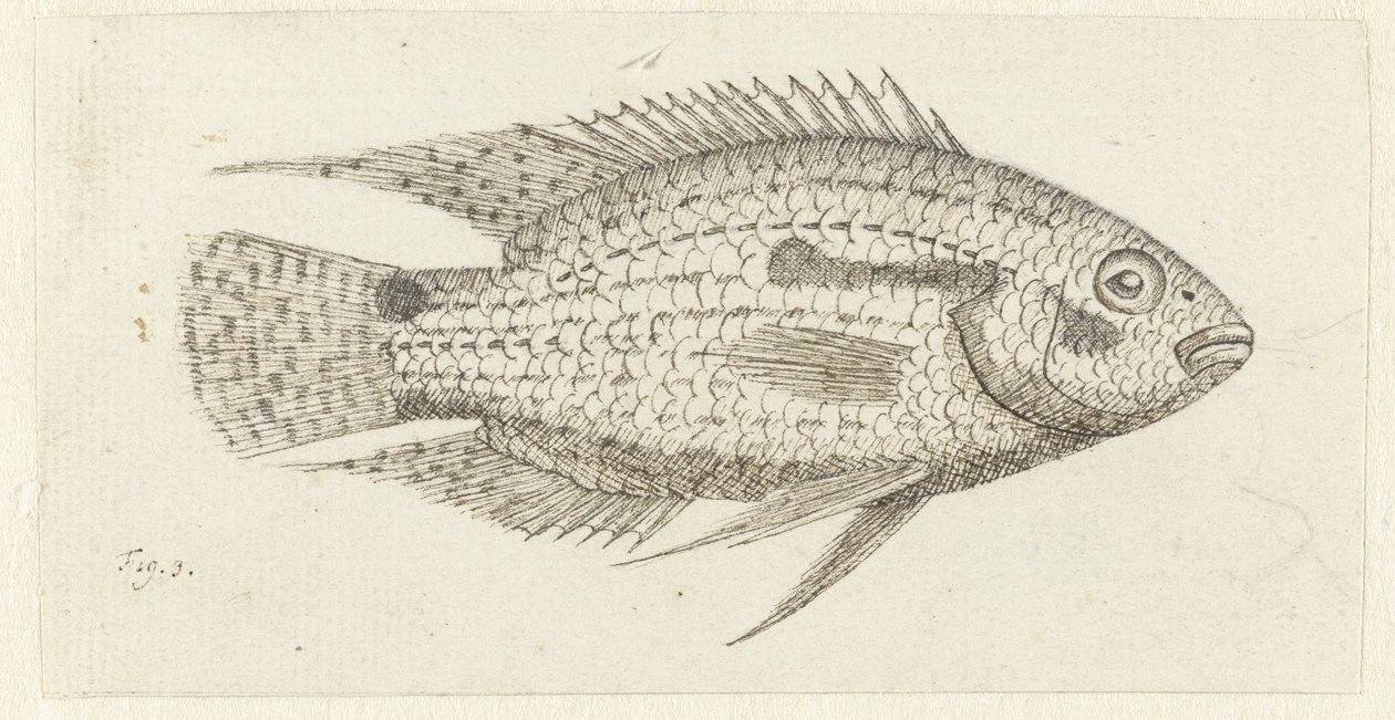 Tropischer Fisch Chromis epse von Johannes le Francq van Berkhey