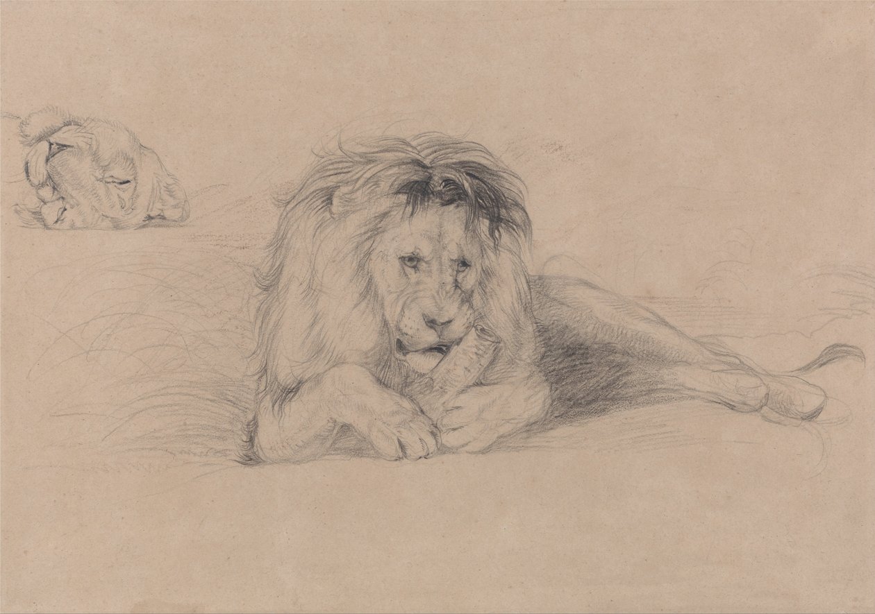 Studie eines Löwen und Studie eines Löwenkopfes von John Frederick Lewis