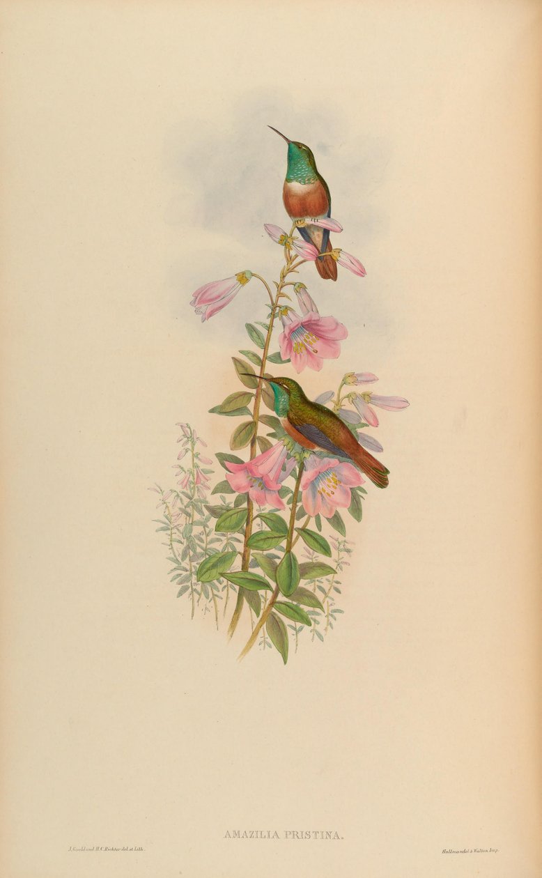 Amazilia pristina = Amazilia amazilia pristina von John Gould