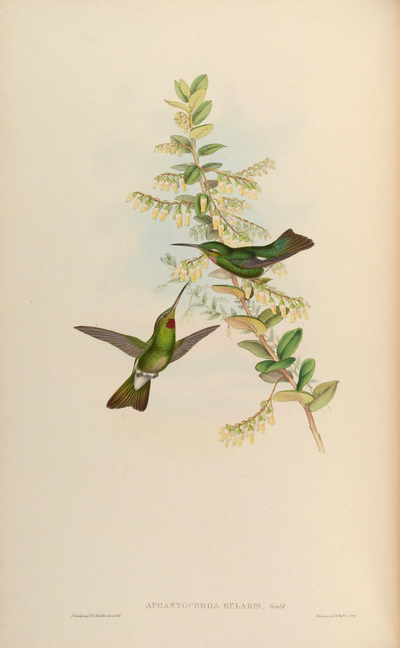 Aphantochroa gularis = Heliodoxa gularis von John Gould