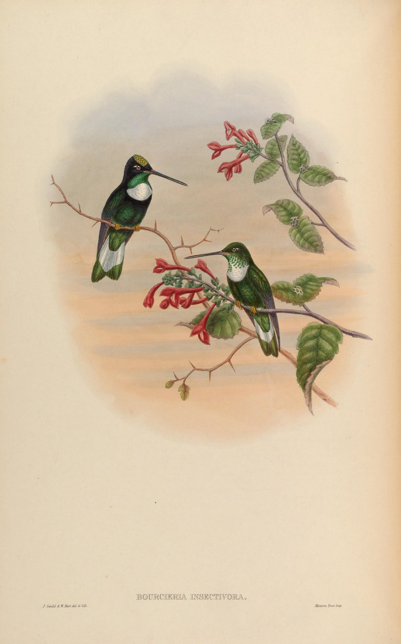 Bourcieria insectivora = Coeligena torquata insectivora von John Gould