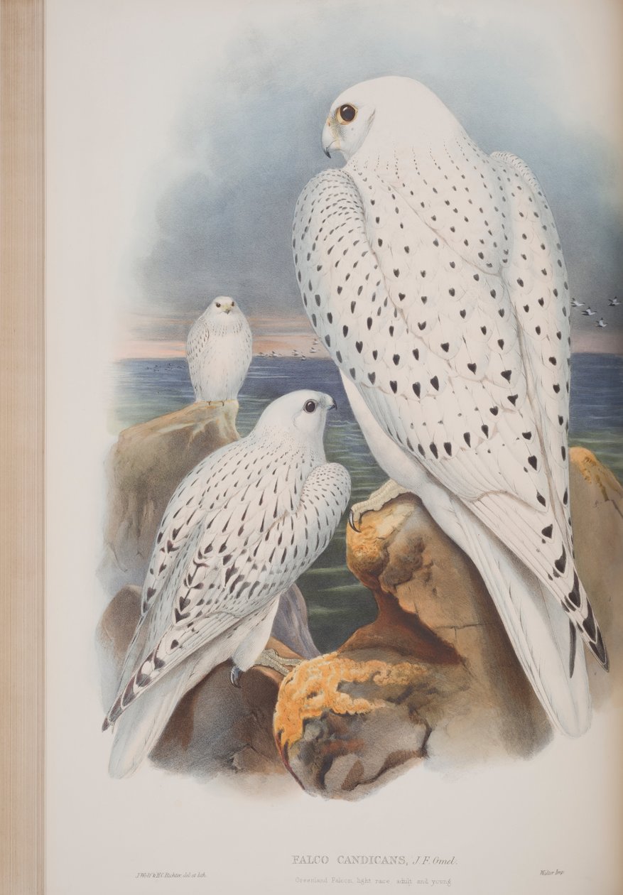Grönlandfalke, Tafel aus Die Vögel von Großbritannien von John Gould, veröffentlicht 1862-73 von John Gould