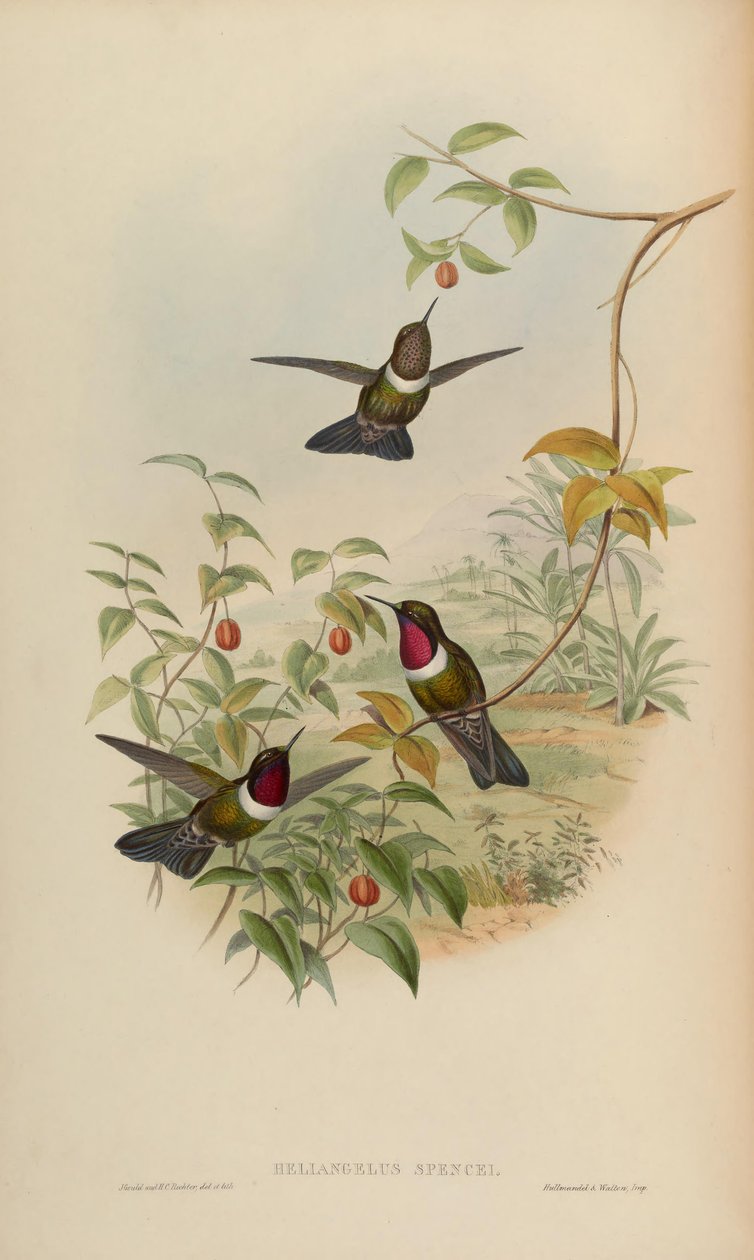 Heliangelus spencei von John Gould