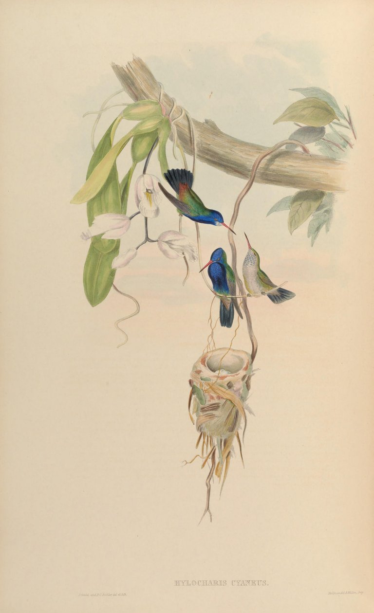 Hylocharis cyaneus von John Gould