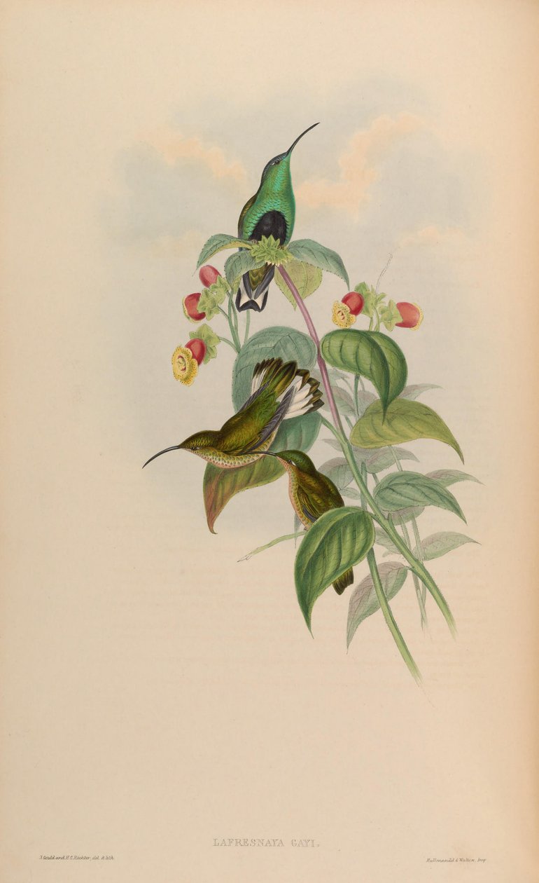 Lafresnaya gayi = Lafresnaya lafresnayi von John Gould