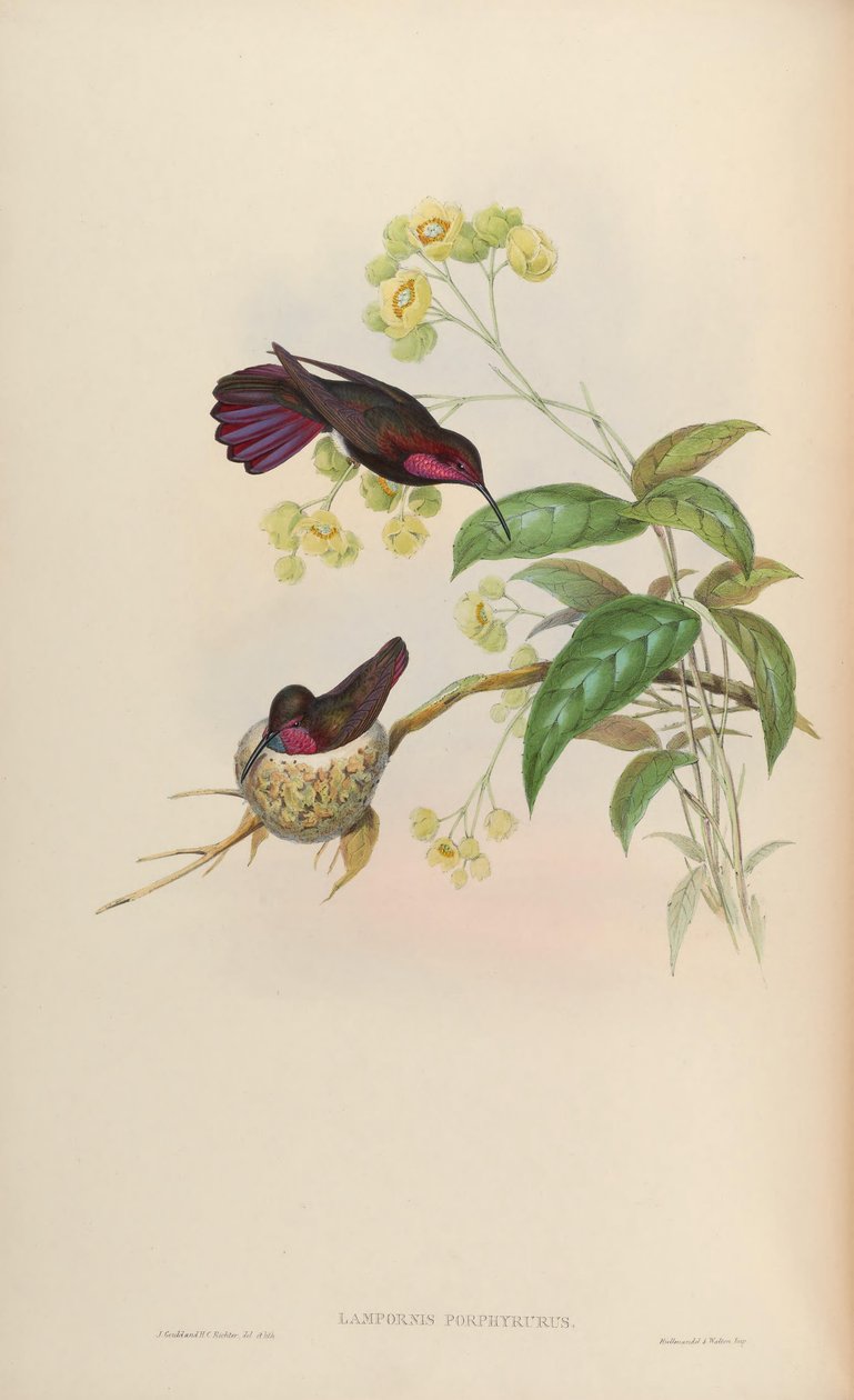 Lampornis porphyrurus = Anthracothorax mango von John Gould