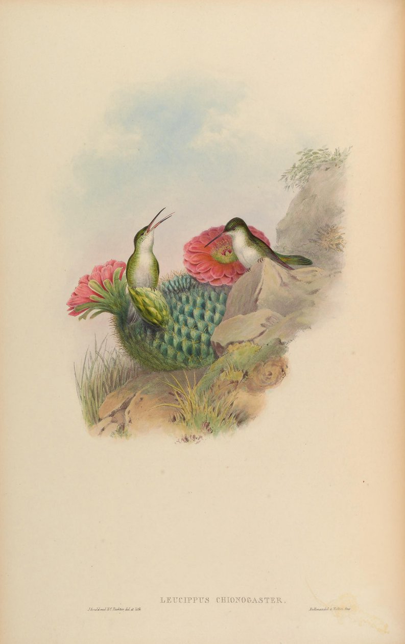 Leucippus chionogaster = Amazilia chionogaster von John Gould