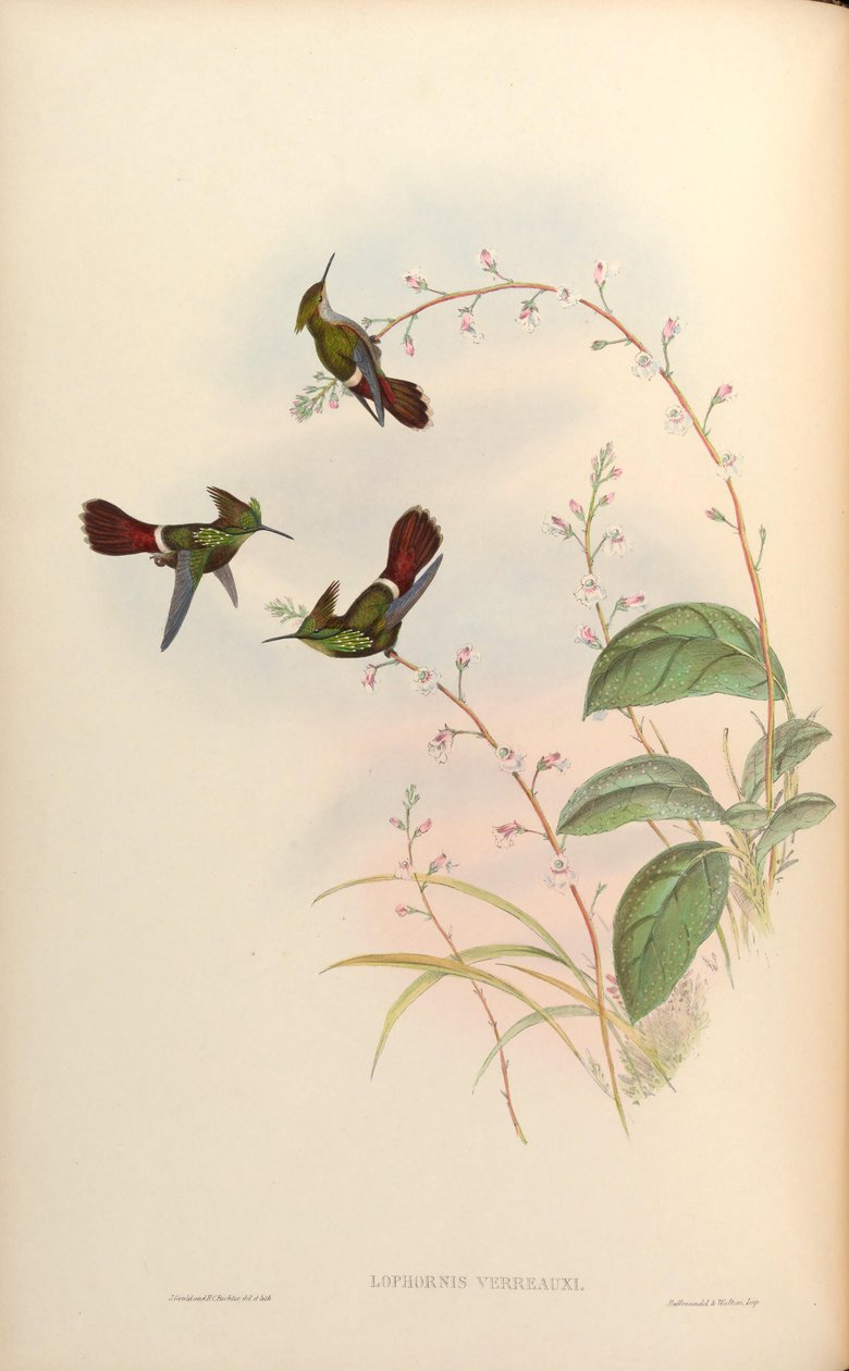 Lophornis verreauxi von John Gould