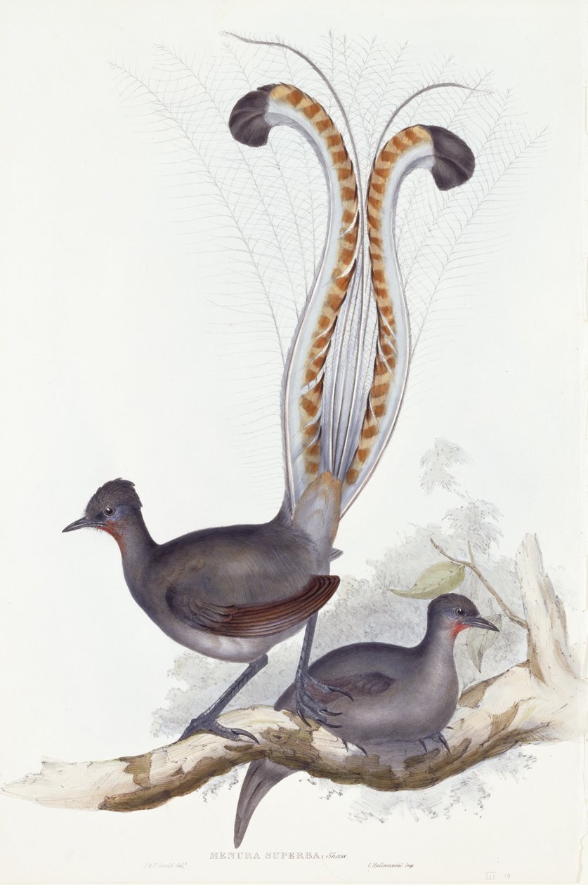 Menura Superba: Shaw. Pl. 14. Vol. III, 1837-1848 von John Gould