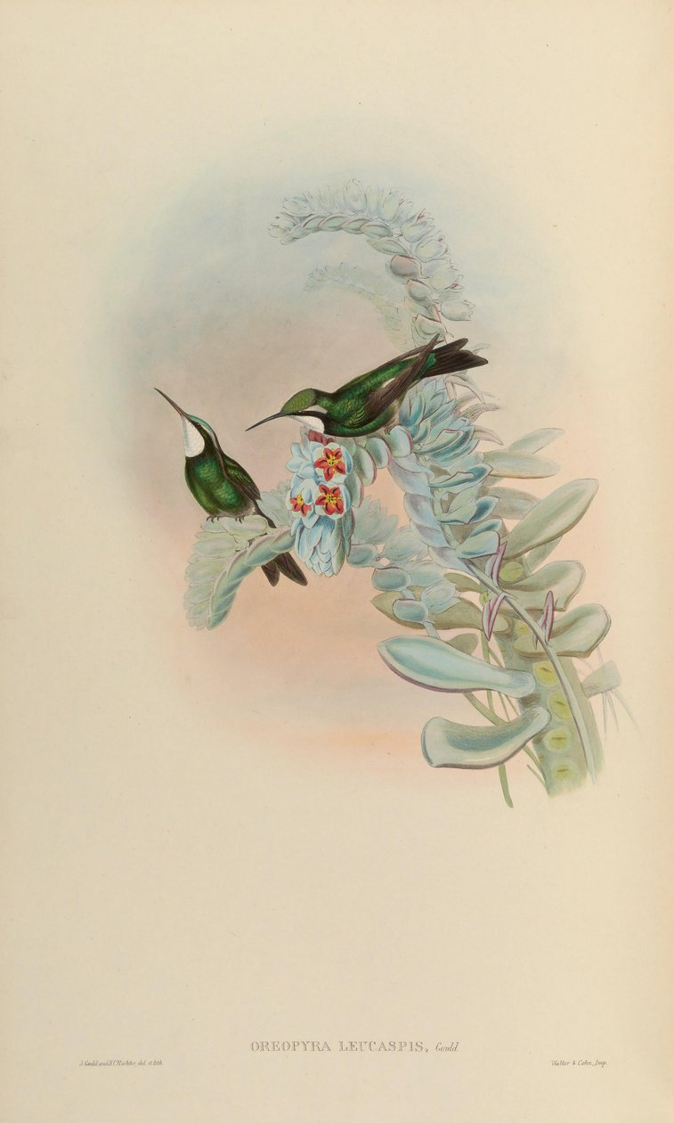 Oreopyra leucaspis = Lampornis castaneoventris von John Gould