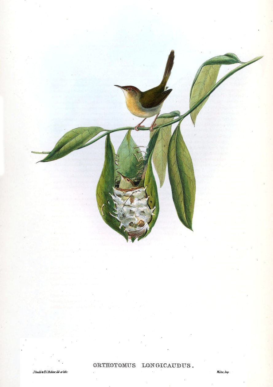 Orthotomus longicaudus = Orthotomus sutorius longicaudus von John Gould