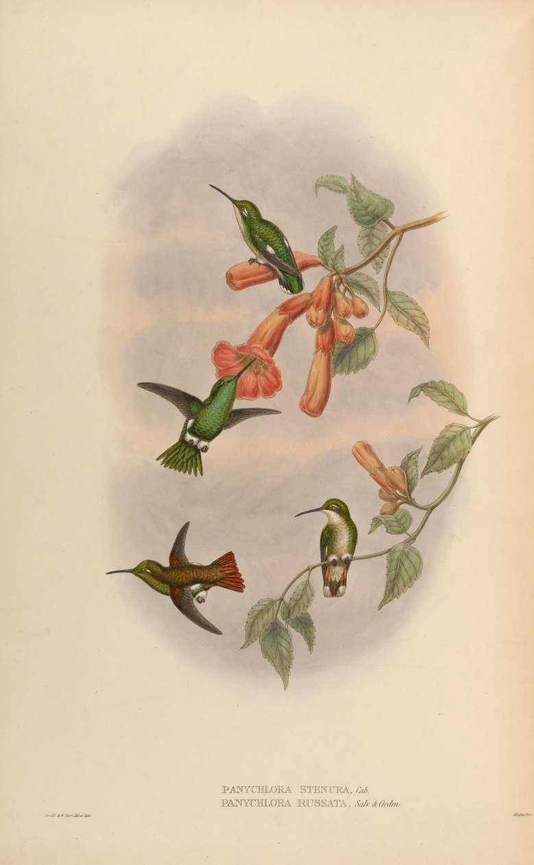 Panychlora russata = Chlorostilbon russatus Panychlora stenura = Chlorostilbon stenurus von John Gould