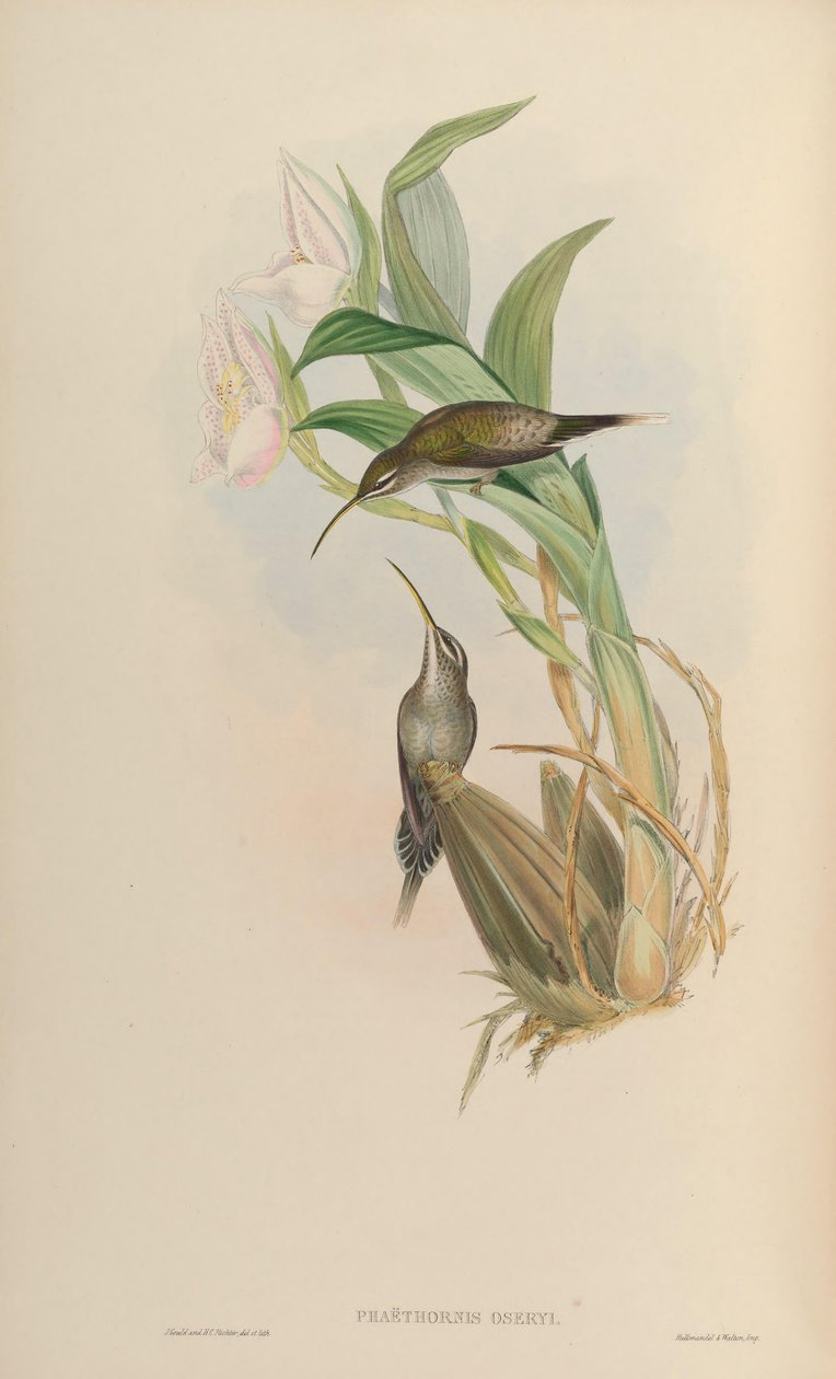 Phaethornis oseryi = Phaethornis hispidus von John Gould