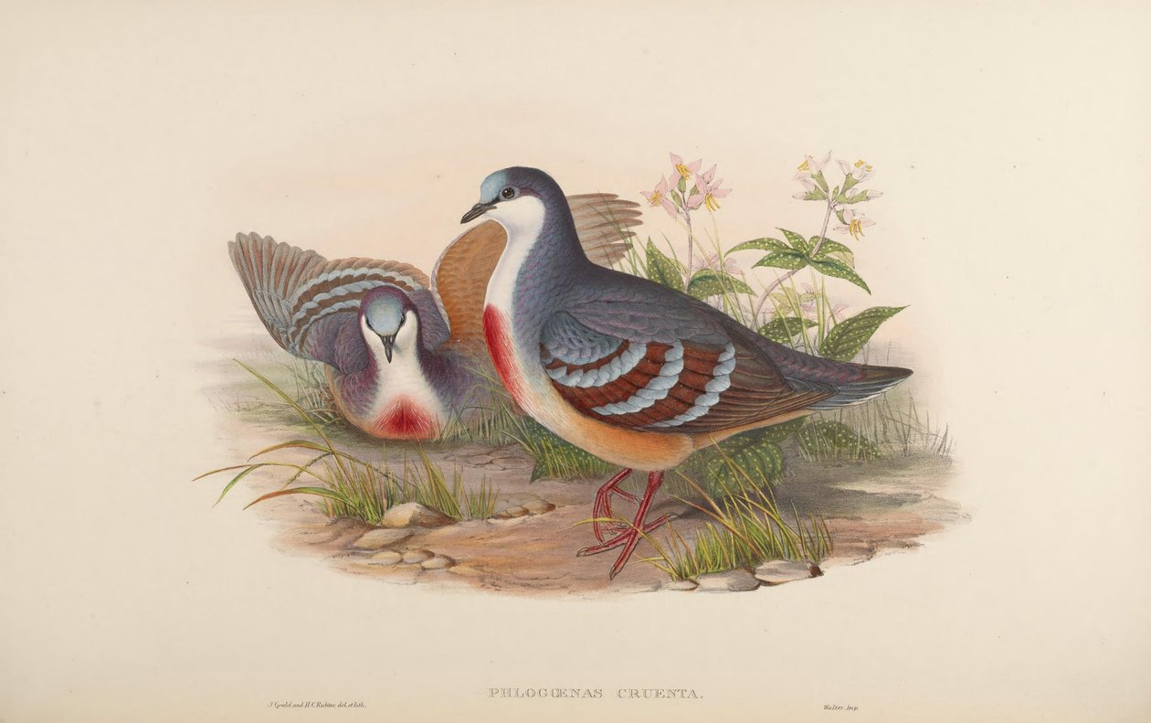 Phlogoenas cruenta = Gallicolumba luzonica von John Gould