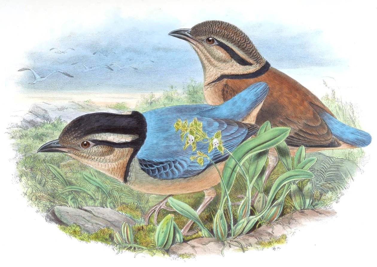 Pitta caerulea = Hydrornis caeruleus von John Gould