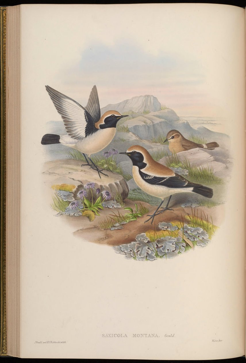 Saxicola montana = Oenanthe deserti von John Gould