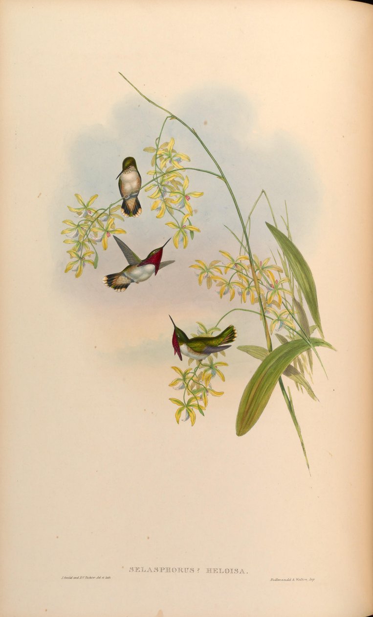 Selasphorus heloisa = Atthis heloisae von John Gould