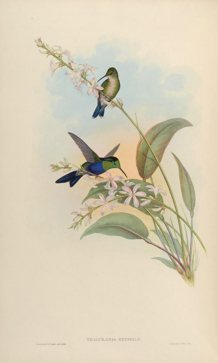 Thalurania eryphile = Thalurania furcata eriphile von John Gould