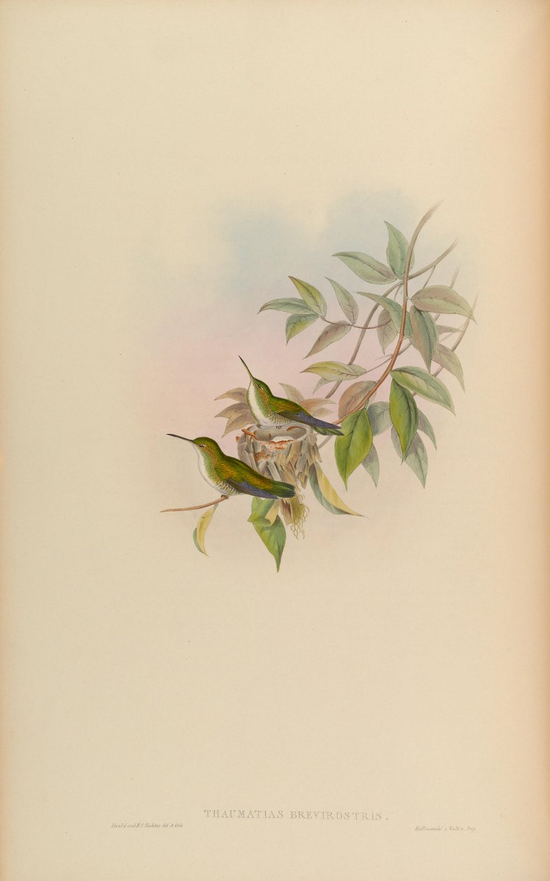 Thaumatias brevirostris = Amazilia brevirostris von John Gould