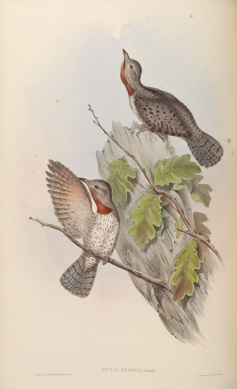 Yunx indica = Jynx ruficollis (syn. J. pectoralis) von John Gould