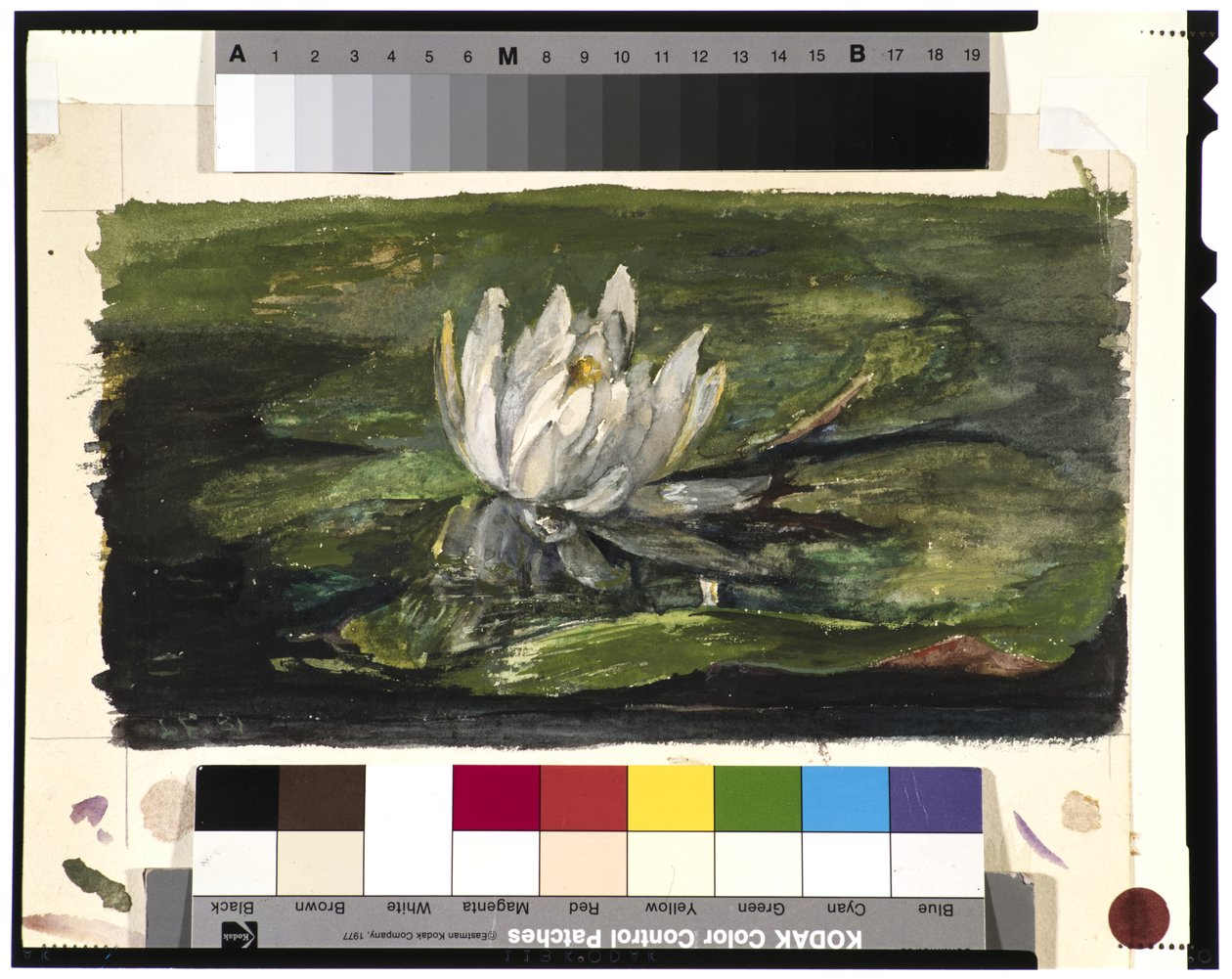 Seerose im Sonnenlicht, 1881 von John La Farge or Lafarge