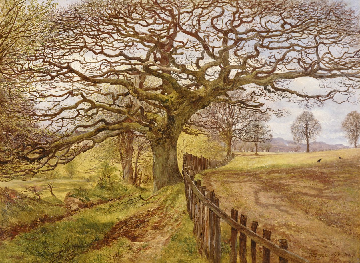 Der Baum, 1861 von John Milne Donald